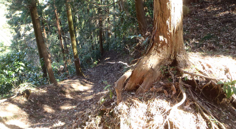 発端・葛城分岐で葛城山へ進みます