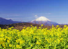 吾妻山からの富士山と菜の花